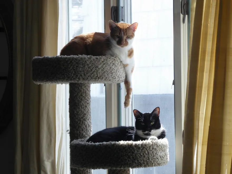 Zwei Katzen liegen auf den Ebenen eines hohen Kratzbaums direkt am Fenster