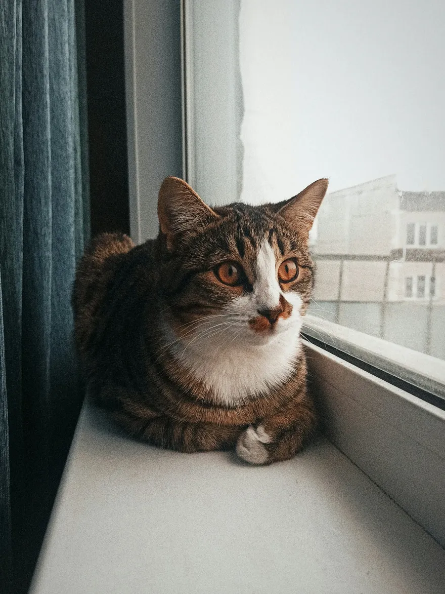Getigerte Katze liegt auf der Fensterbank und schaut durch das Fenster nach draußen