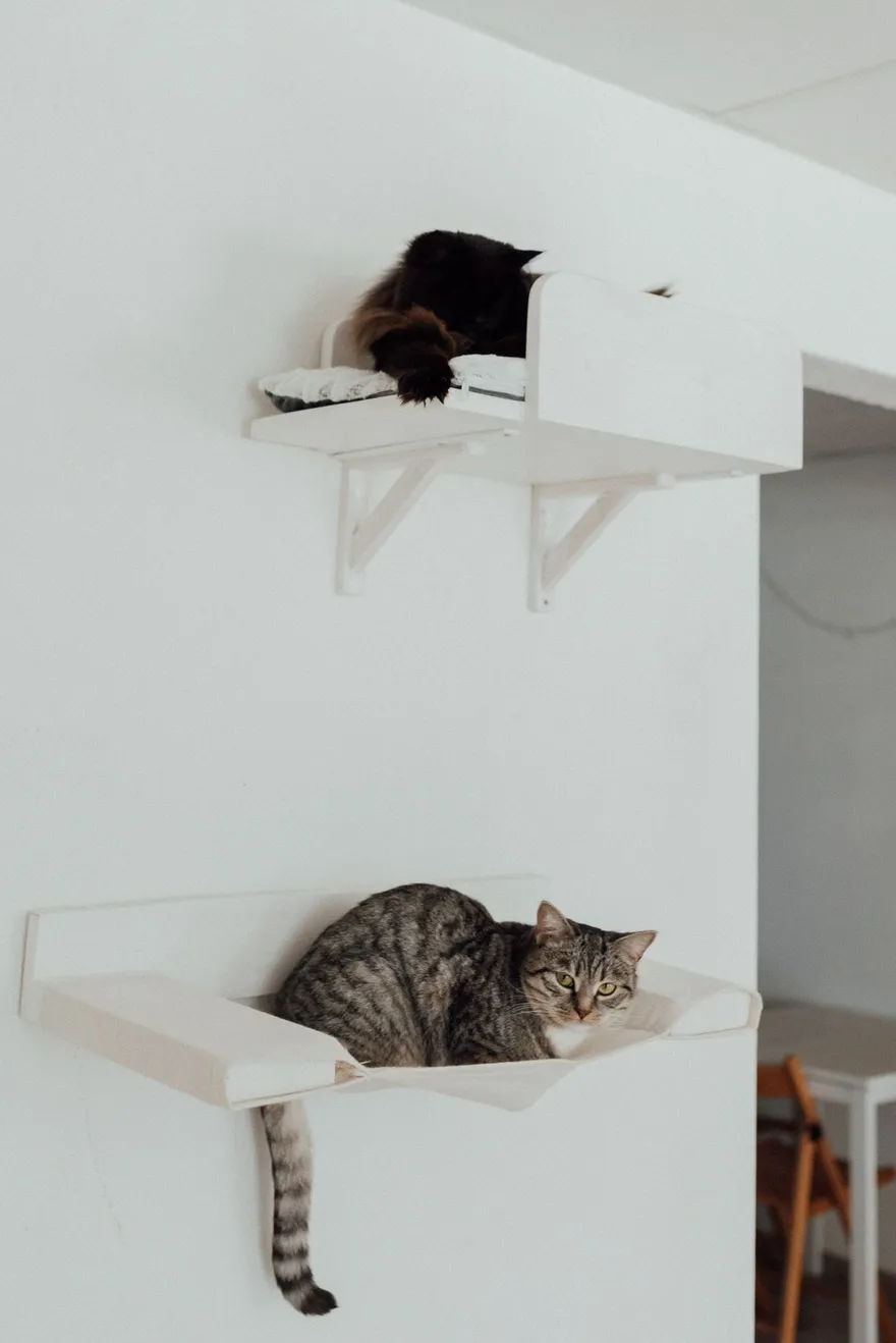 Zwei Katzen ruhen auf übereinander an der Wand montierten Liegeplätzen