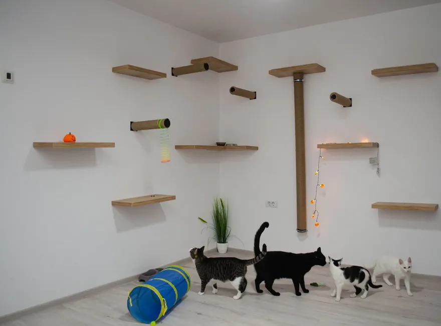 Zimmerecke mit Katzen-Kletterwand aus Holzbrettern und Sisalstämmen, davor vier Katzen