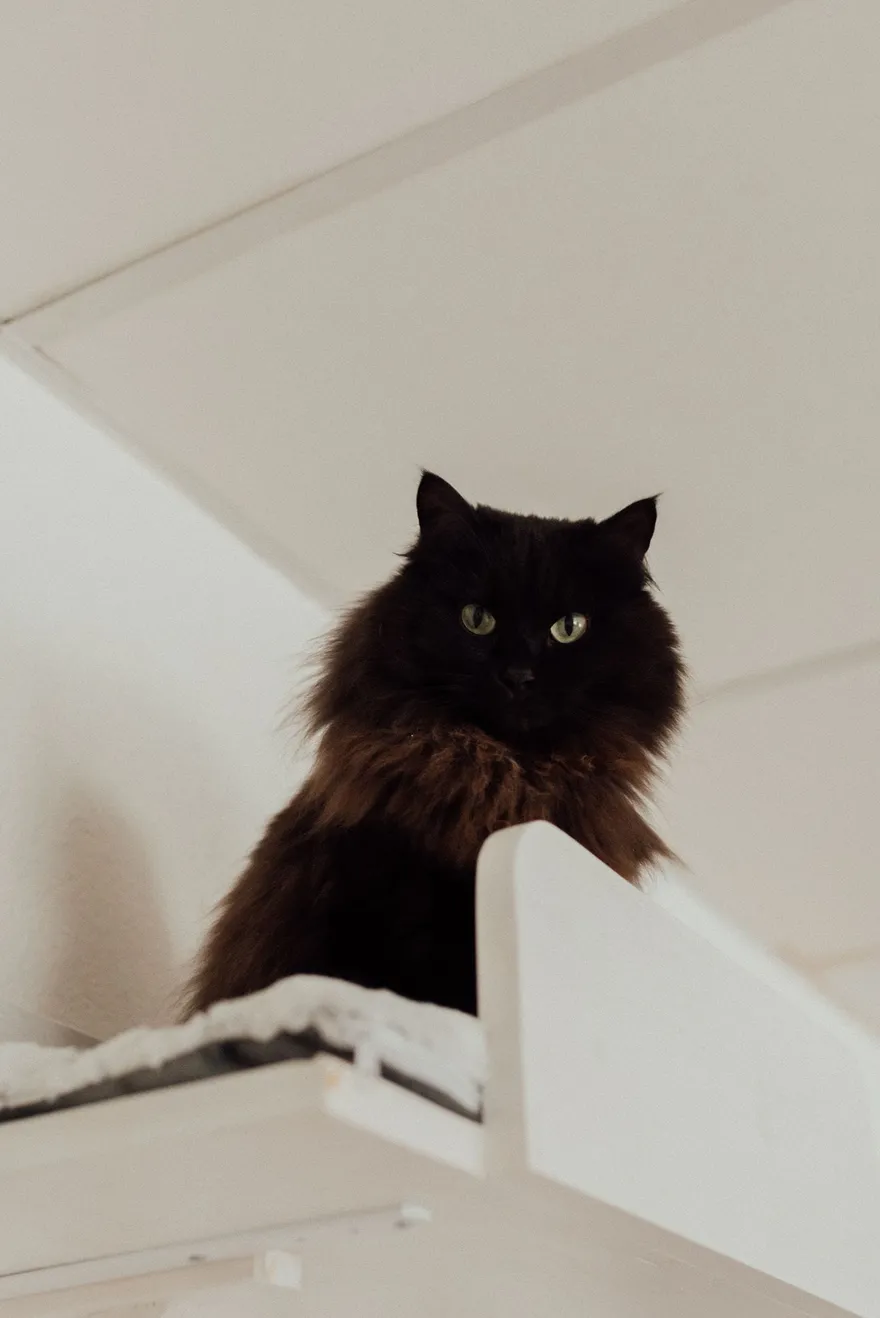 Flauschige schwarze Katze sitzt auf einem wandmontierten Liegeplatz nahe der Zimmerdecke